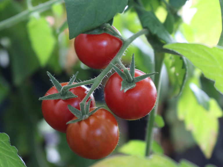 Read more about the article Tomaten anbauen – 5 Tipps für gutes Gelingen